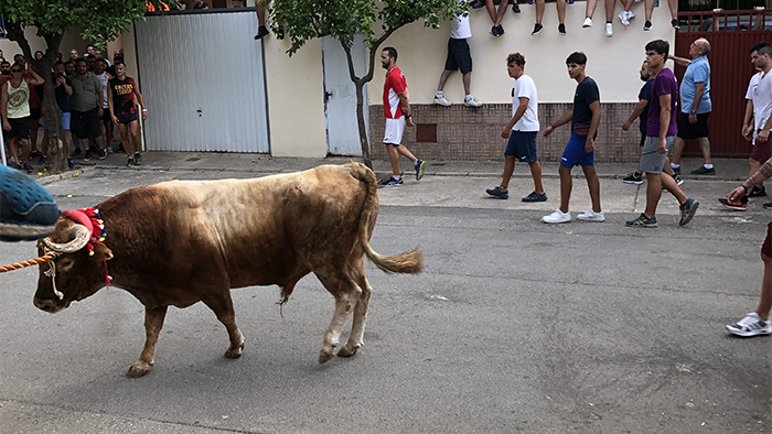 Torico Chiva 2019