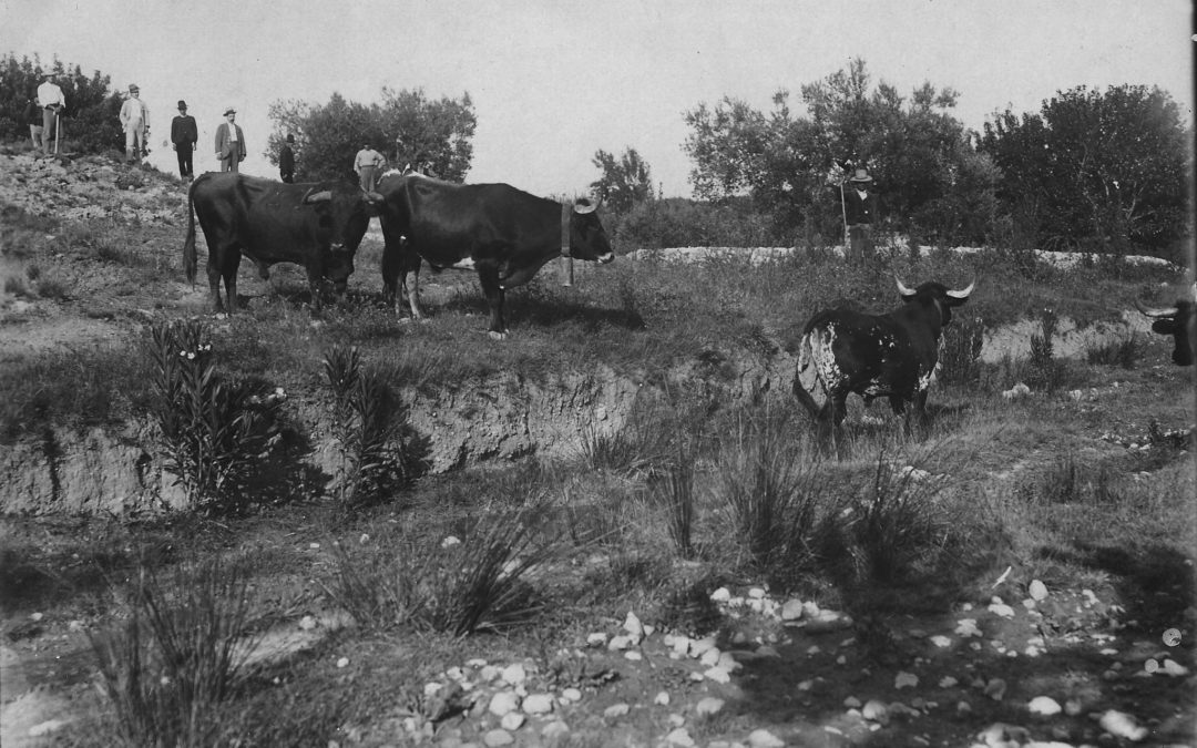 Toros en la Canaleja. Archivo M. Mora