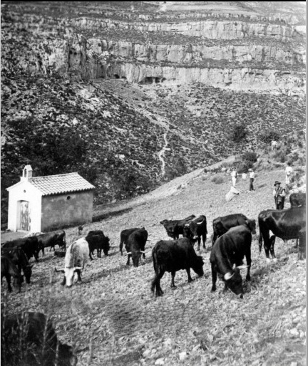 Toros en la Landiga. Archivo M. Mora