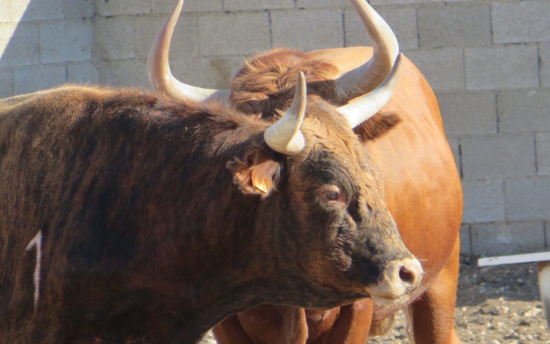 Toros en la Casa Manén