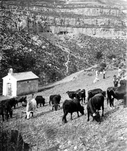 1. Toros en la Landiga. Archivo de Luis Fenech. Aproximadamente de 1921.