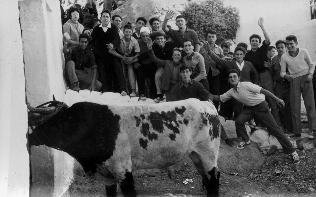 Torico en Pascua. Foto Vicente Burriel.