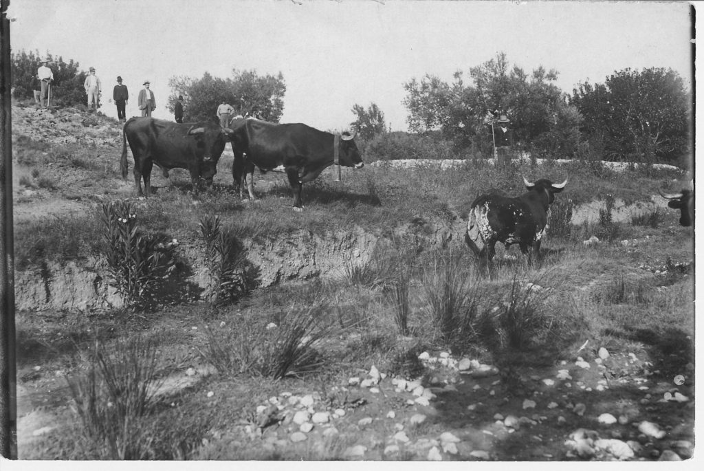 Toros pastando en La Canaleja.