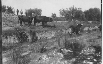 El ganado cerril, el que propicia el rito que se atesora entre cerros.